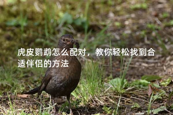 虎皮鹦鹉怎么配对，教你轻松找到合适伴侣的方法