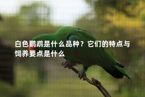 白色鹦鹉是什么品种？它们的特点与饲养要点是什么