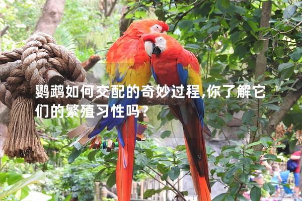 鹦鹉如何交配的奇妙过程,你了解它们的繁殖习性吗？