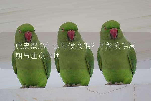 虎皮鹦鹉什么时候换毛？了解换毛周期与注意事项