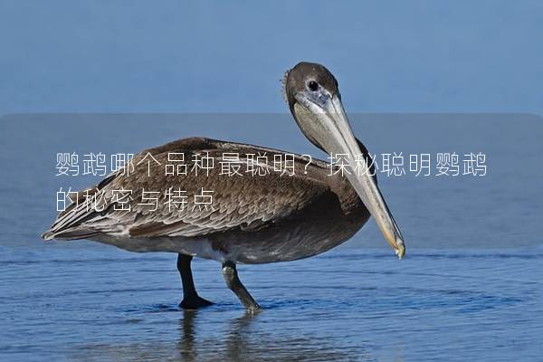 鹦鹉哪个品种最聪明？探秘聪明鹦鹉的秘密与特点