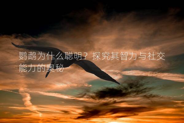 鹦鹉为什么聪明？探究其智力与社交能力的奥秘