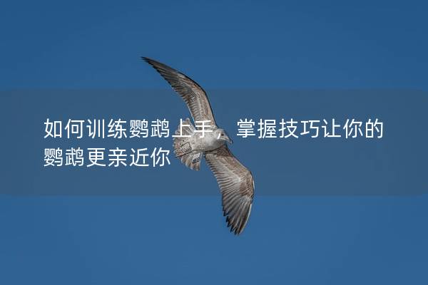 如何训练鹦鹉上手，掌握技巧让你的鹦鹉更亲近你