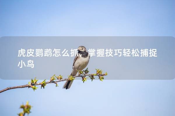 虎皮鹦鹉怎么抓，掌握技巧轻松捕捉小鸟