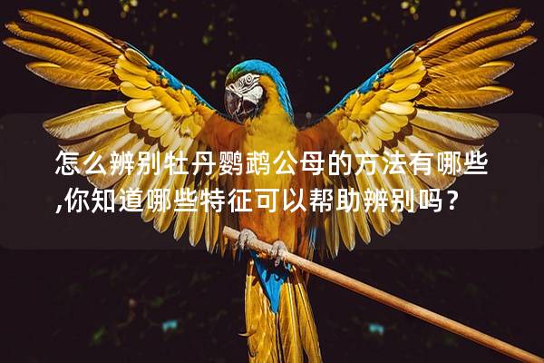 怎么辨别牡丹鹦鹉公母的方法有哪些,你知道哪些特征可以帮助辨别吗？