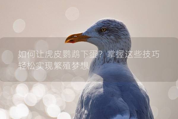 如何让虎皮鹦鹉下蛋？掌握这些技巧轻松实现繁殖梦想