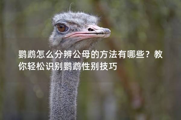 鹦鹉怎么分辨公母的方法有哪些？教你轻松识别鹦鹉性别技巧