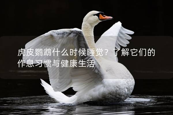虎皮鹦鹉什么时候睡觉？了解它们的作息习惯与健康生活
