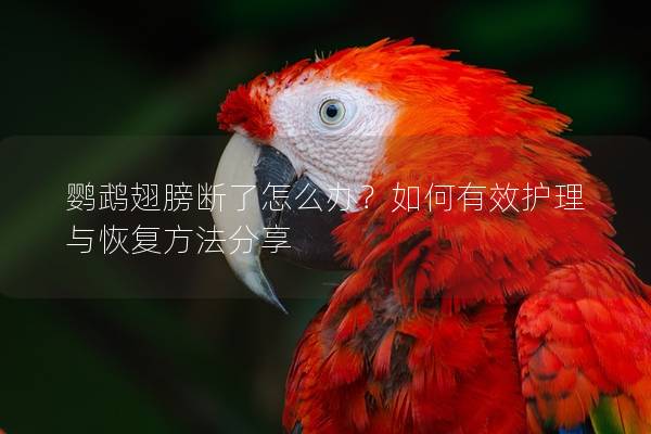 鹦鹉翅膀断了怎么办？如何有效护理与恢复方法分享