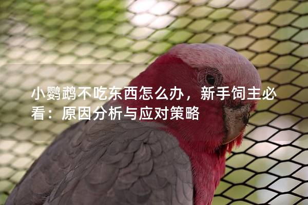 小鹦鹉不吃东西怎么办，新手饲主必看：原因分析与应对策略