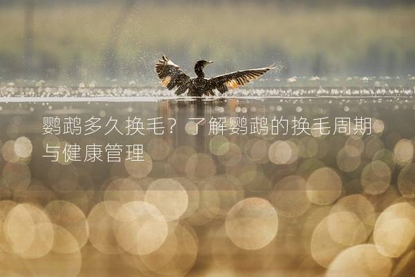 鹦鹉多久换毛？了解鹦鹉的换毛周期与健康管理