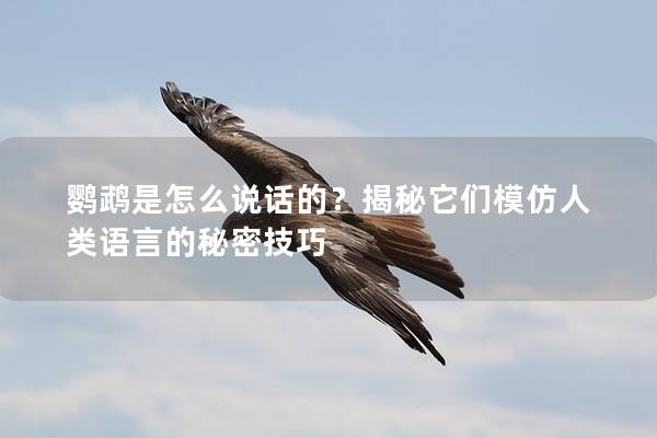 鹦鹉是怎么说话的？揭秘它们模仿人类语言的秘密技巧
