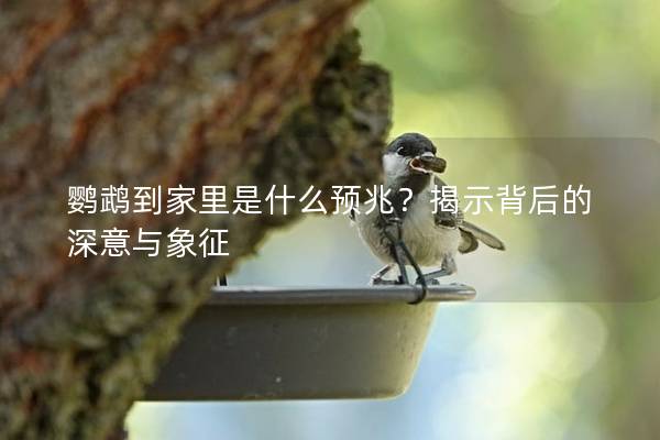 鹦鹉到家里是什么预兆？揭示背后的深意与象征