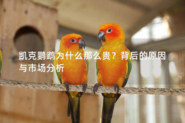 凯克鹦鹉为什么那么贵？背后的原因与市场分析