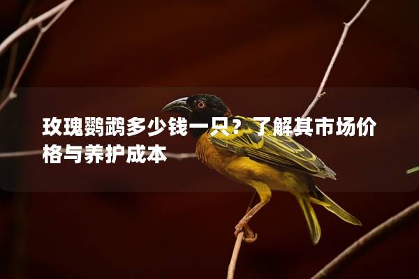 玫瑰鹦鹉多少钱一只？了解其市场价格与养护成本