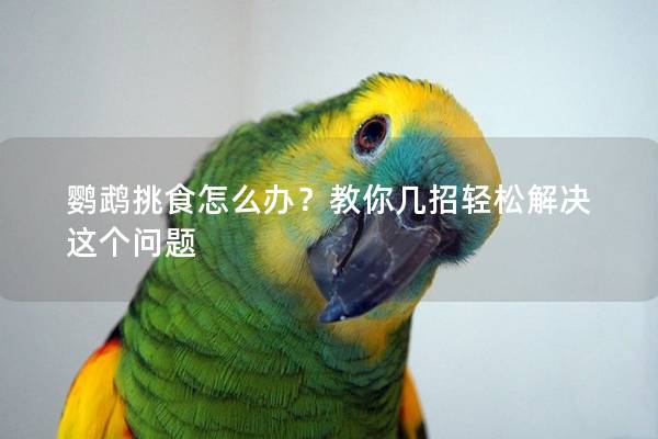 鹦鹉挑食怎么办？教你几招轻松解决这个问题