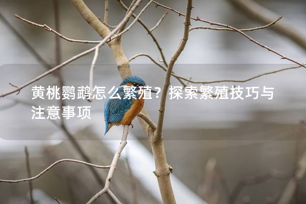 黄桃鹦鹉怎么繁殖？探索繁殖技巧与注意事项