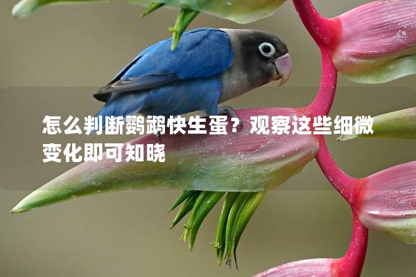 怎么判断鹦鹉快生蛋？观察这些细微变化即可知晓