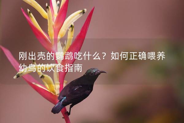 刚出壳的鹦鹉吃什么？如何正确喂养幼鸟的饮食指南