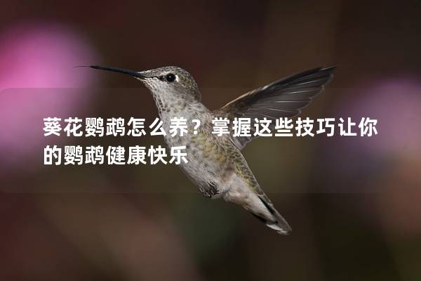 葵花鹦鹉怎么养？掌握这些技巧让你的鹦鹉健康快乐