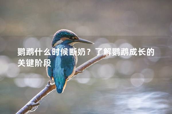 鹦鹉什么时候断奶？了解鹦鹉成长的关键阶段