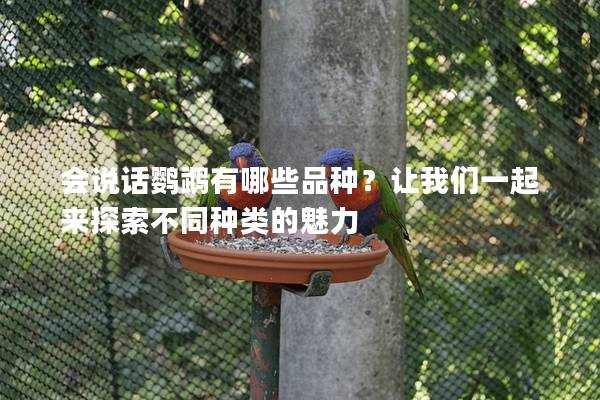 会说话鹦鹉有哪些品种？让我们一起来探索不同种类的魅力
