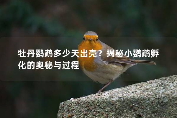 牡丹鹦鹉多少天出壳？揭秘小鹦鹉孵化的奥秘与过程