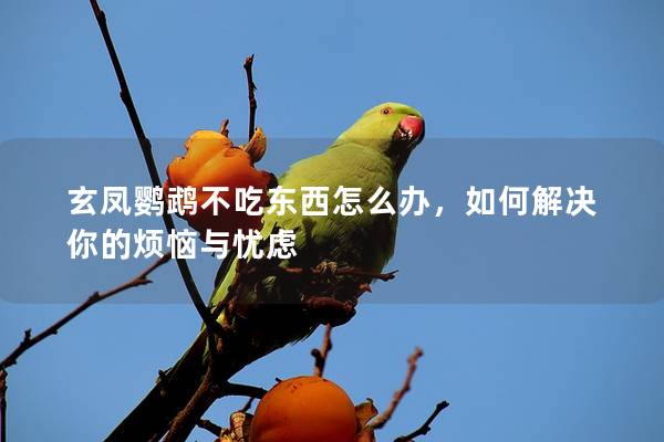玄凤鹦鹉不吃东西怎么办，如何解决你的烦恼与忧虑