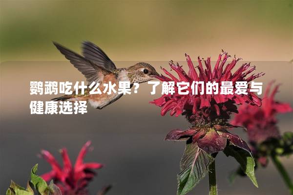 鹦鹉吃什么水果？了解它们的最爱与健康选择