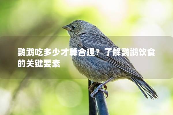 鹦鹉吃多少才算合理？了解鹦鹉饮食的关键要素