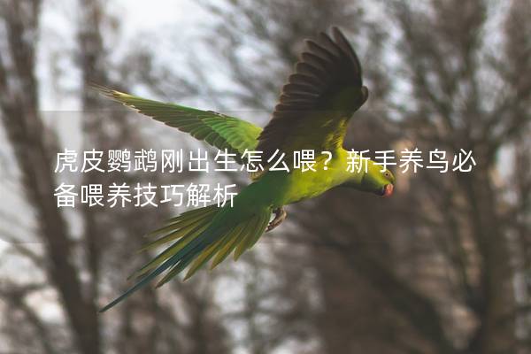 虎皮鹦鹉刚出生怎么喂？新手养鸟必备喂养技巧解析