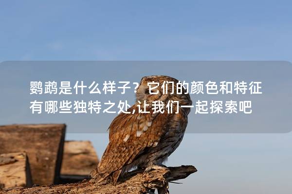 鹦鹉是什么样子？它们的颜色和特征有哪些独特之处,让我们一起探索吧