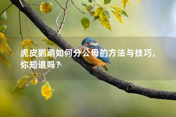 虎皮鹦鹉如何分公母的方法与技巧,你知道吗？
