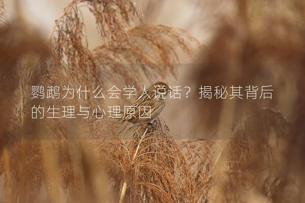 鹦鹉为什么会学人说话？揭秘其背后的生理与心理原因