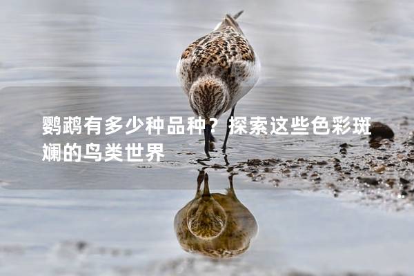 鹦鹉有多少种品种？探索这些色彩斑斓的鸟类世界