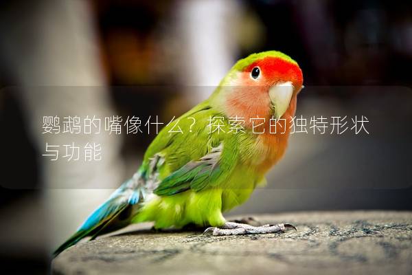鹦鹉的嘴像什么？探索它的独特形状与功能