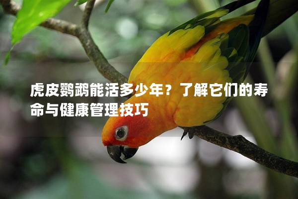 虎皮鹦鹉能活多少年？了解它们的寿命与健康管理技巧