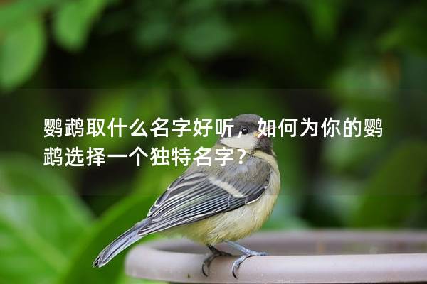 鹦鹉取什么名字好听，如何为你的鹦鹉选择一个独特名字？