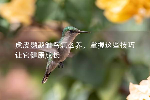 虎皮鹦鹉雏鸟怎么养，掌握这些技巧让它健康成长