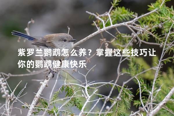 紫罗兰鹦鹉怎么养？掌握这些技巧让你的鹦鹉健康快乐
