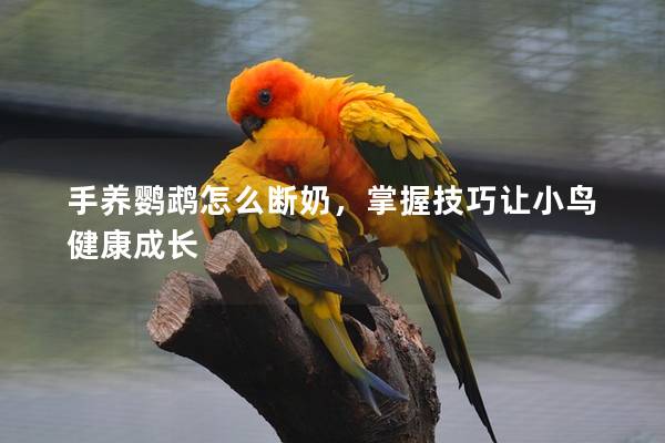 手养鹦鹉怎么断奶，掌握技巧让小鸟健康成长