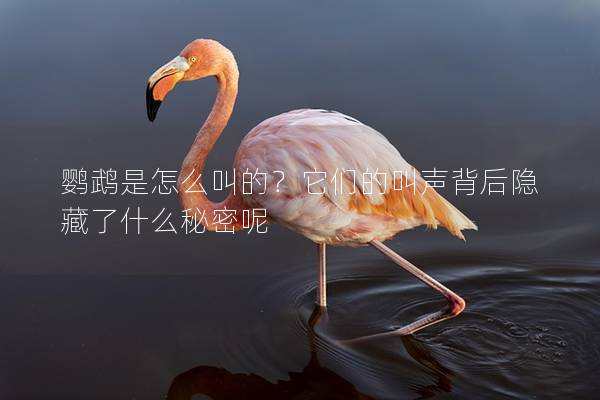 鹦鹉是怎么叫的？它们的叫声背后隐藏了什么秘密呢