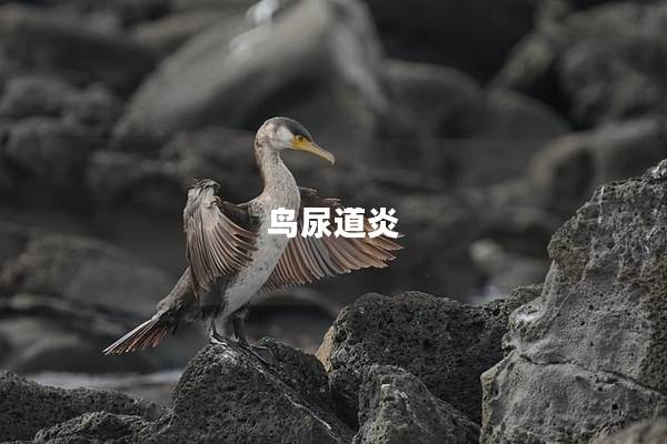 鸟尿道炎