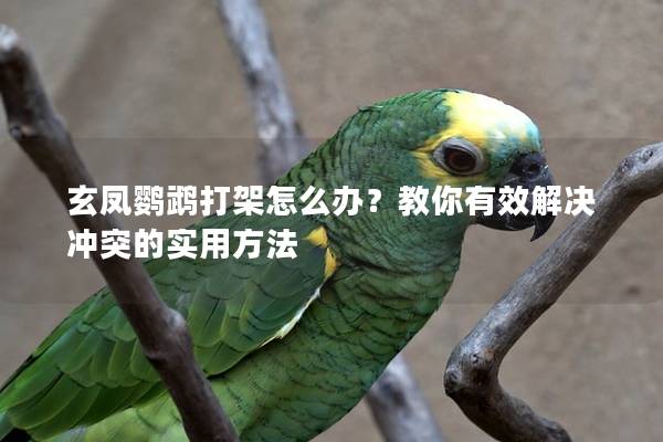 玄凤鹦鹉打架怎么办？教你有效解决冲突的实用方法
