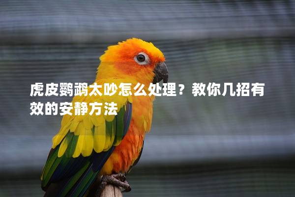 虎皮鹦鹉太吵怎么处理？教你几招有效的安静方法