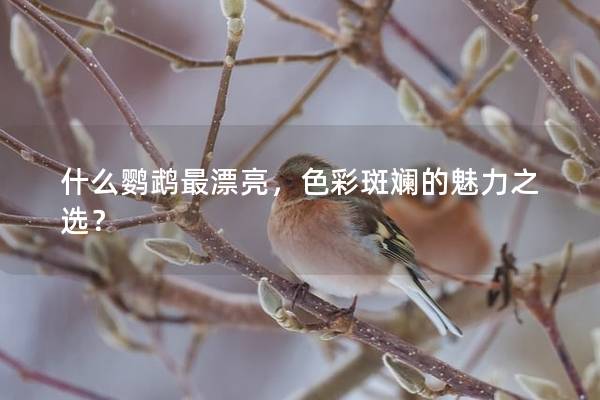什么鹦鹉最漂亮，色彩斑斓的魅力之选？