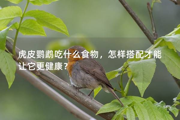 虎皮鹦鹉吃什么食物，怎样搭配才能让它更健康？