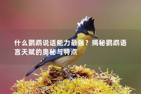 什么鹦鹉说话能力最强？揭秘鹦鹉语言天赋的奥秘与特点