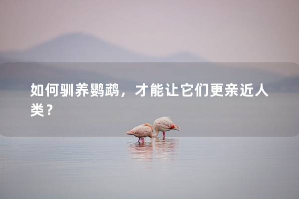 如何驯养鹦鹉，才能让它们更亲近人类？