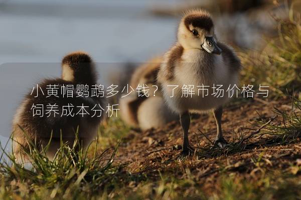 小黄帽鹦鹉多少钱？了解市场价格与饲养成本分析